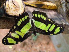 DSCF1037.JPG