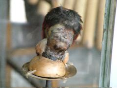 DSCF1162.JPG