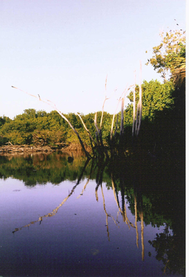 Picture of a Swamp