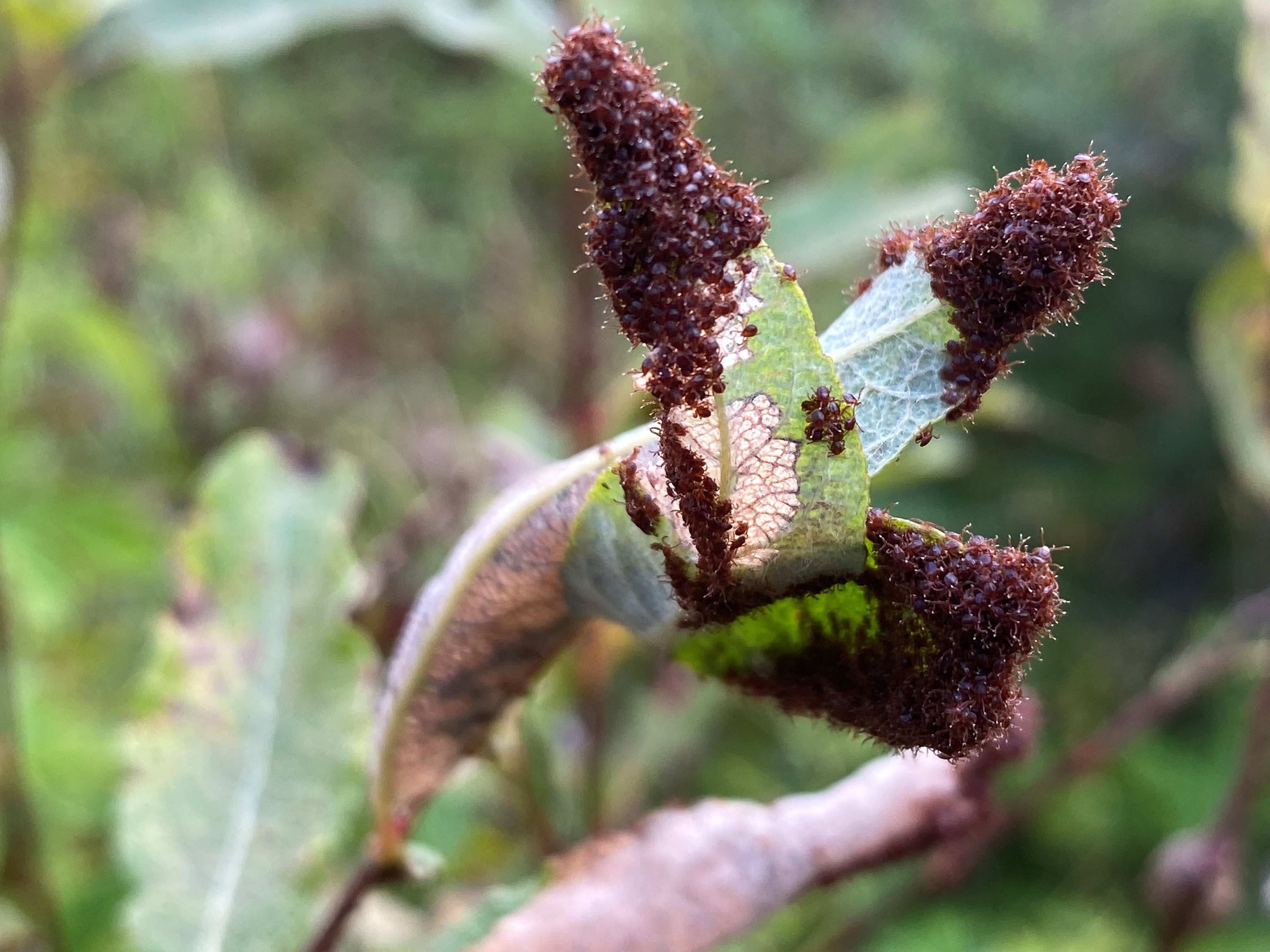 questing winter ticks - larval cluster