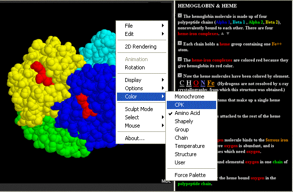 Structure of Hemoglobin